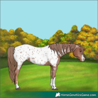 Horse Color:Chestnut Near Leopard