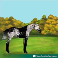 Horse Color:Void Watercolor Silver Buckskin Snowdrop Onyx Sabino Tobiano Varnish 