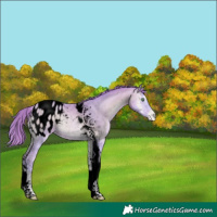 Horse Color:Void Watercolor Buckskin Pearl Onyx Tobiano Blanket Rabicano