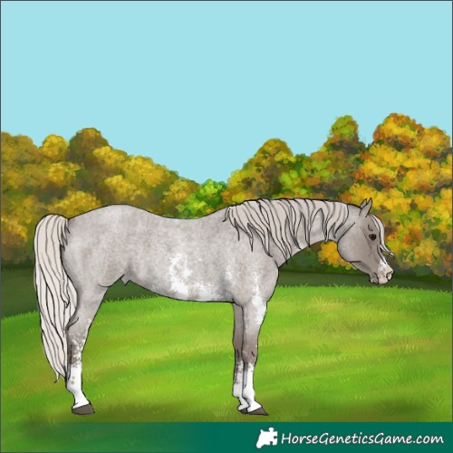 Horse Color:Silver Blue Roan Sabino 