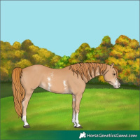 Horse Color:Chestnut Sabino
