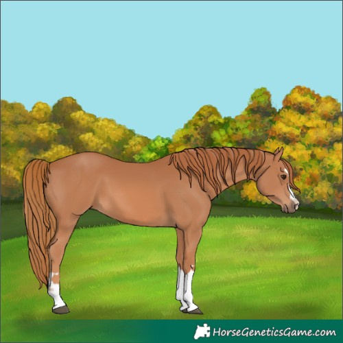 Horse Color:Chestnut 