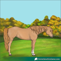 Horse Color:Chestnut Sabino