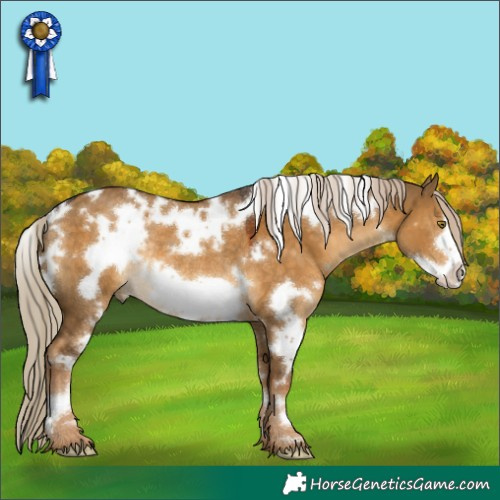 Horse Color:White Spotted Chocolate Palomino Dun Frame Rabicano 
