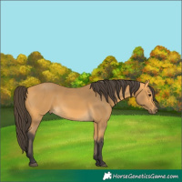 Horse Color:Buckskin 