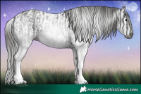 Horse Color:Gray White Spotted Black  and Gray White Spotted Black Appaloosa 
