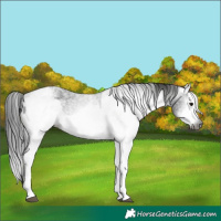 Horse Color:Gray White Spotted Black and Gray White Spotted Black