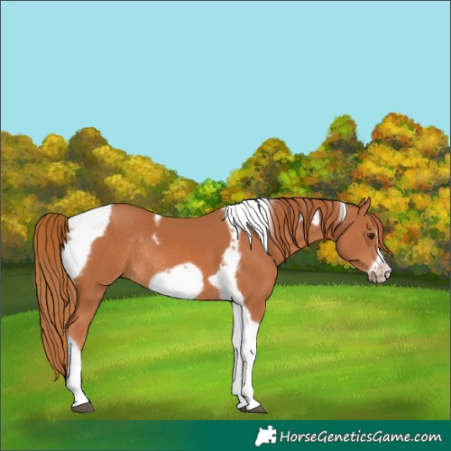 Horse Color:Chestnut Tobiano Frame Rabicano 