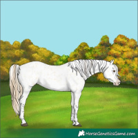 Horse Color:Buckskin Dun Frame Appaloosa 