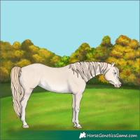 Horse Color:Perlino