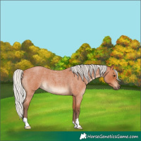 Horse Color:Silver Bay Roan 