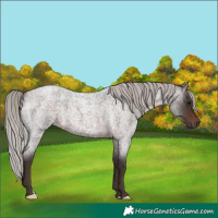 Horse Color:Silver Brown Roan 