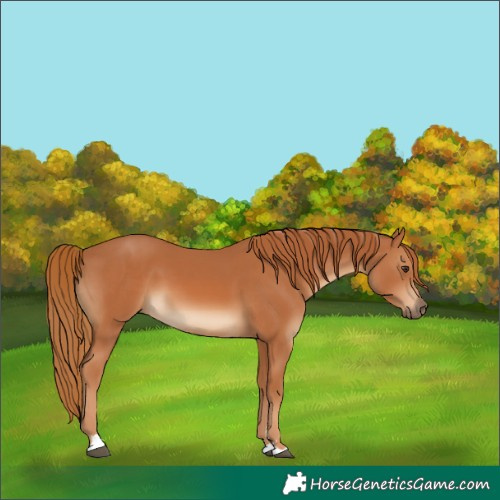 Horse Color:Chestnut 