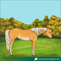 Horse Color:Palomino