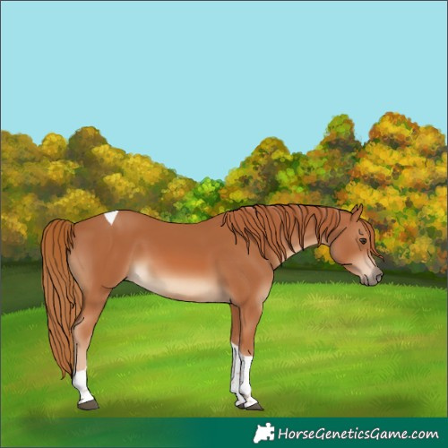 Horse Color:Chestnut Tobiano