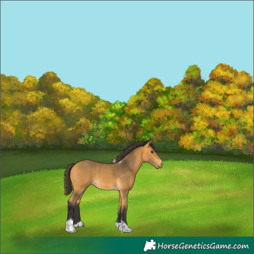 Horse Color:Buckskin Tobiano Rabicano 