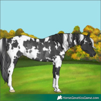 Horse Color:White Spotted Black Rabicano 