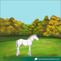 Horse Color:Perlino Splash Tobiano 