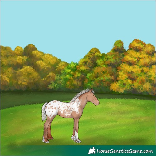 Horse Color:Silver Sable Champagne Tobiano Appaloosa 