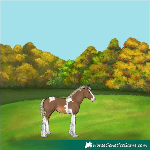 Horse Color:Chocolate Palomino Splash Tobiano 