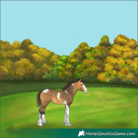 Horse Color:Buckskin Splash Tobiano 