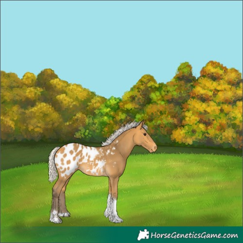 Horse Color:Silver Buckskin Tobiano Appaloosa