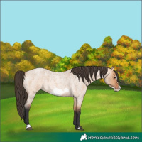 Horse Color:Bay Roan Dun Frame 