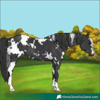 Horse Color:White Spotted Black