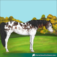 Horse Color:White Spotted Brown Appaloosa 