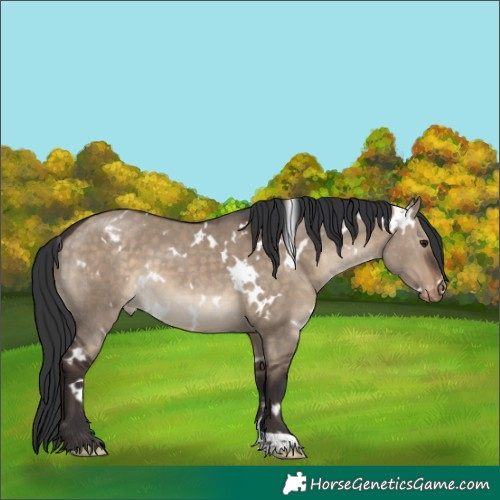 Horse Color:White Spotted Brown Dun Varnish 