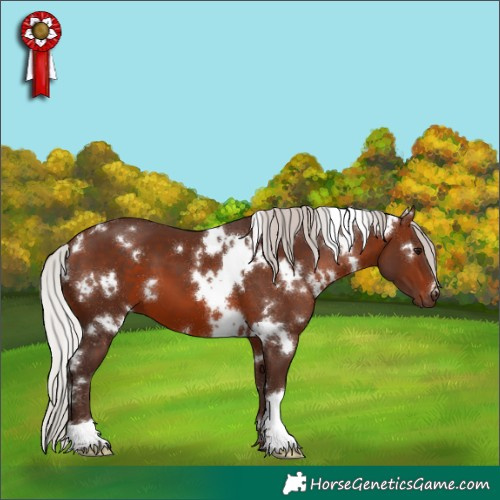 Horse Color:White Spotted Silver Brown 