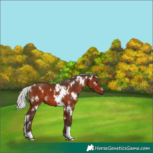 Horse Color:White Spotted Silver Brown 