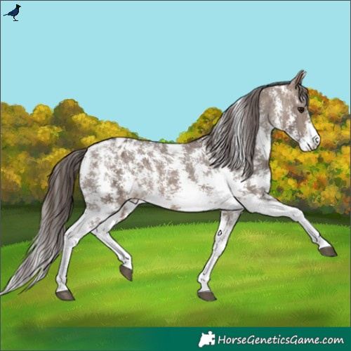 Horse Color:Brown Dun Sabino Varnish Rabicano