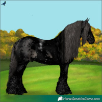 Horse Color:Void Black Sabino Splash Tobiano Appaloosa 