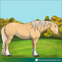 Horse Color:Palomino Dun 