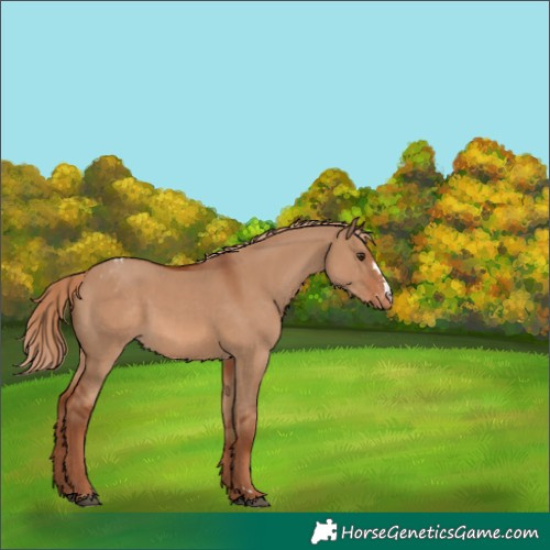 Horse Color:Red Dun Varnish 