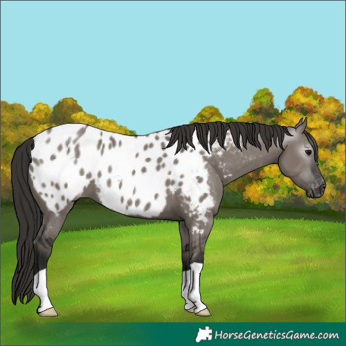 Horse Color:Gray Smoky Grullo Appaloosa 
