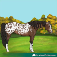 Horse Color:Gray Bay Appaloosa Rabicano 