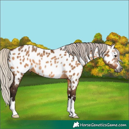 Horse Color:Gray Silver Bay Dun Near Leopard Rabicano