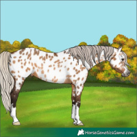 Horse Color:Gray Silver Bay Dun Near Leopard Rabicano