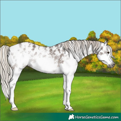 Horse Color:Gray Silver Bay Sabino Blanket Rabicano