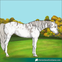 Horse Color:Gray Silver Bay Sabino Appaloosa Rabicano