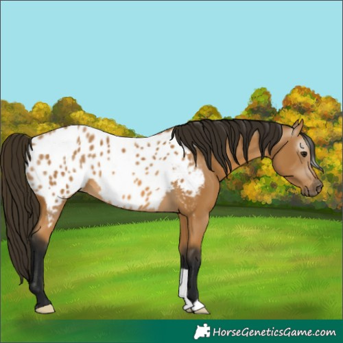 Horse Color:Gray Buckskin Blanket