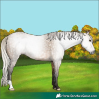 Horse Color:Gray Silver Bay Dun Rabicano