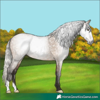Horse Color:Gray Silver Bay Dun Rabicano