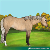 Horse Color:Gray Silver Bay Dun Rabicano 