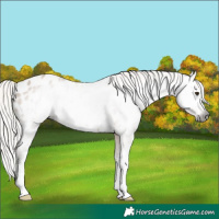 Horse Color:Gray Silver Bay Dun Sabino Appaloosa