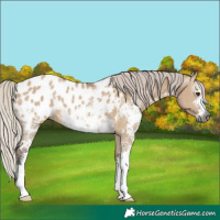 Horse Color:Gray Silver Bay Dun Sabino Appaloosa