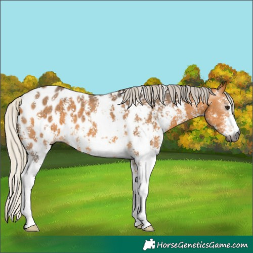 Horse Color:Gray Silver Buckskin Sabino Near Leopard 