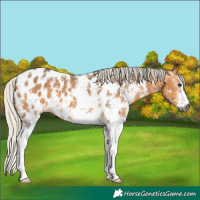 Horse Color:Gray Silver Buckskin Sabino Near Leopard